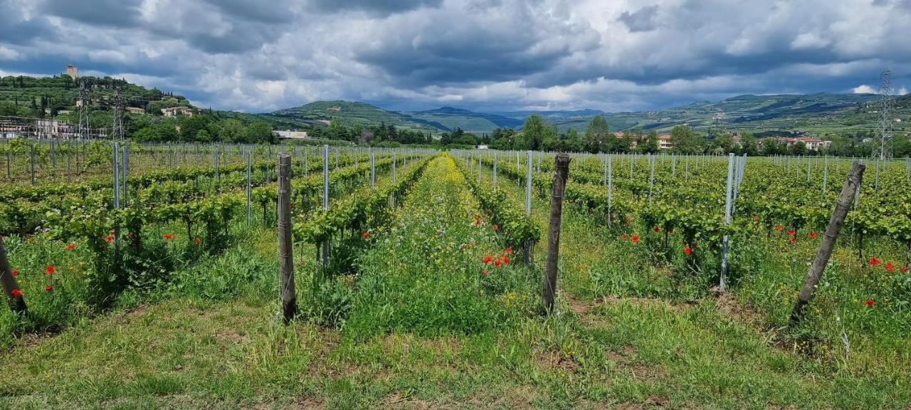 Agriturismo Alle Albare Montorio Veronese Zewnętrze zdjęcie